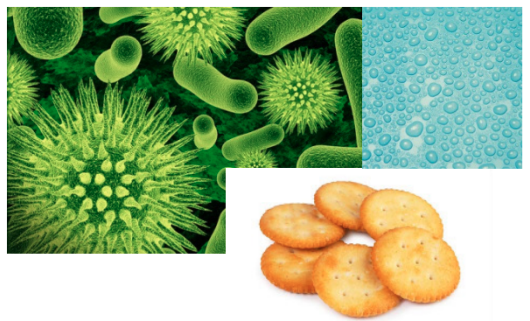 (Minh họa) microbialfood-vi sinh vật trong thực phẩm